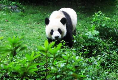 大熊猫繁育研究基地
