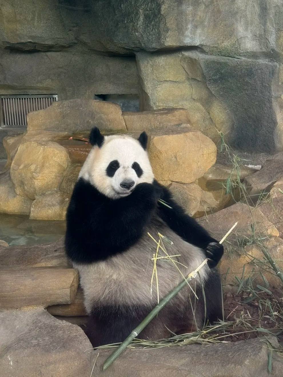 来成都！不建议来大熊猫基地..._1_Ross吨吨吨_来自小红书网页版