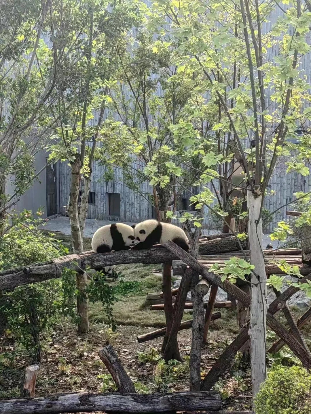 众多熊猫基地