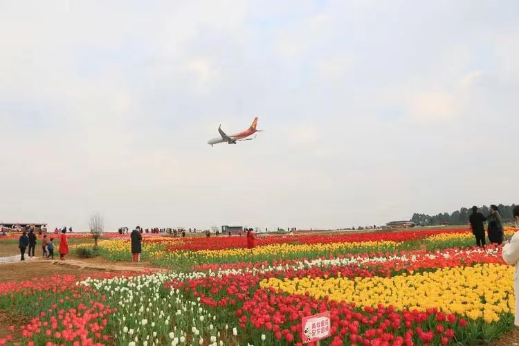 花田3