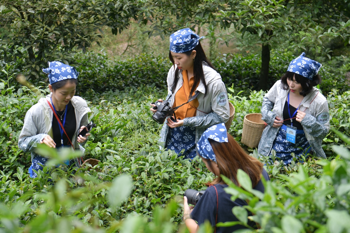 采茶