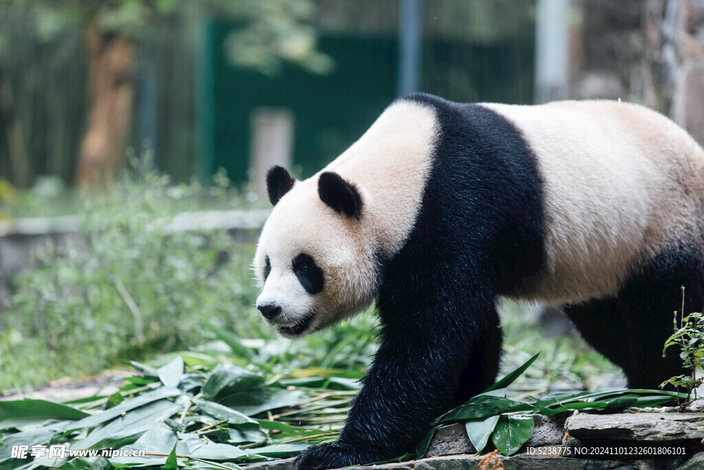 大熊猫摄影图__野生动物_生物世界_摄影图库_昵图网