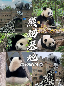 大熊猫繁育研究基地