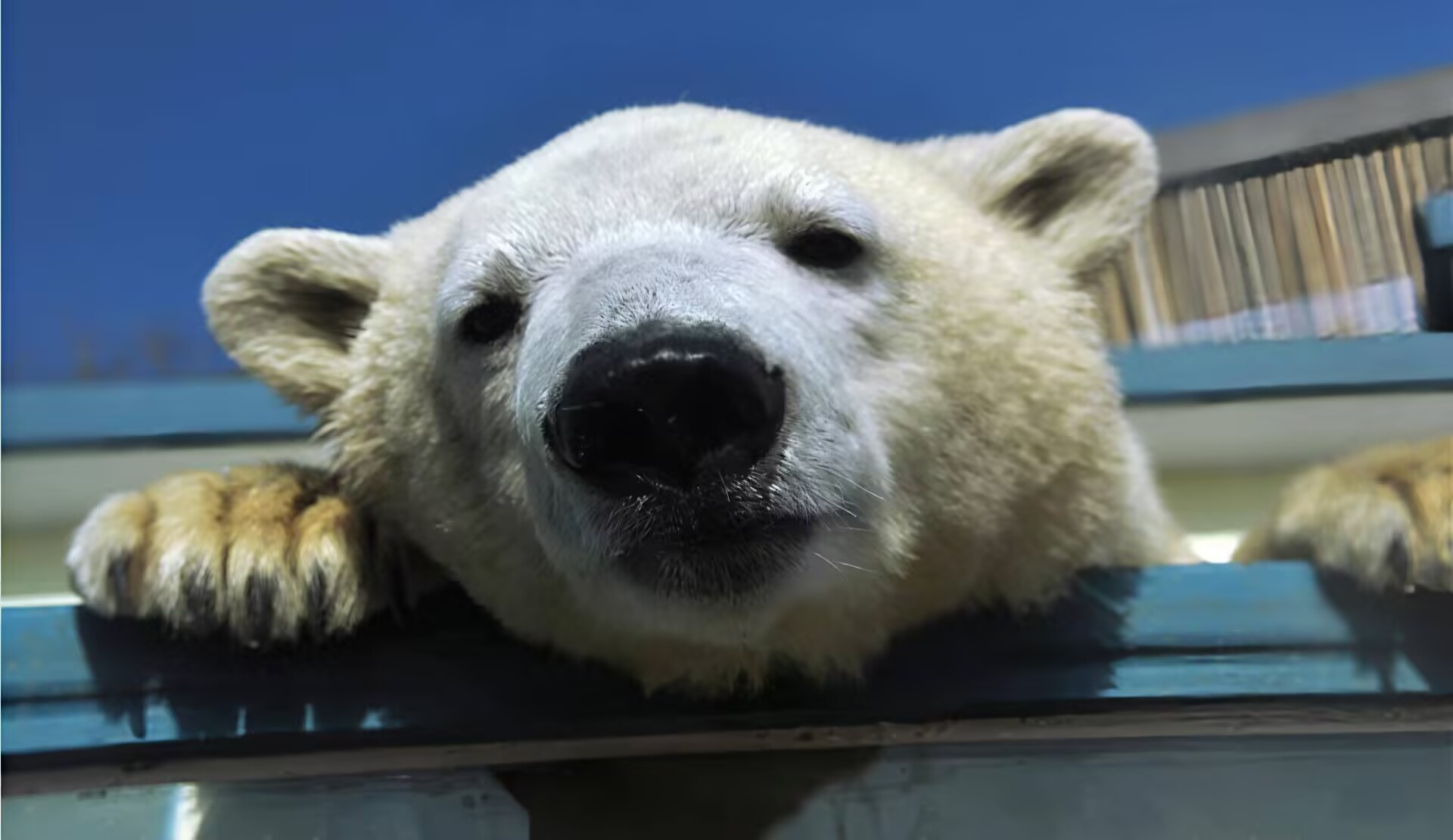 北极熊1