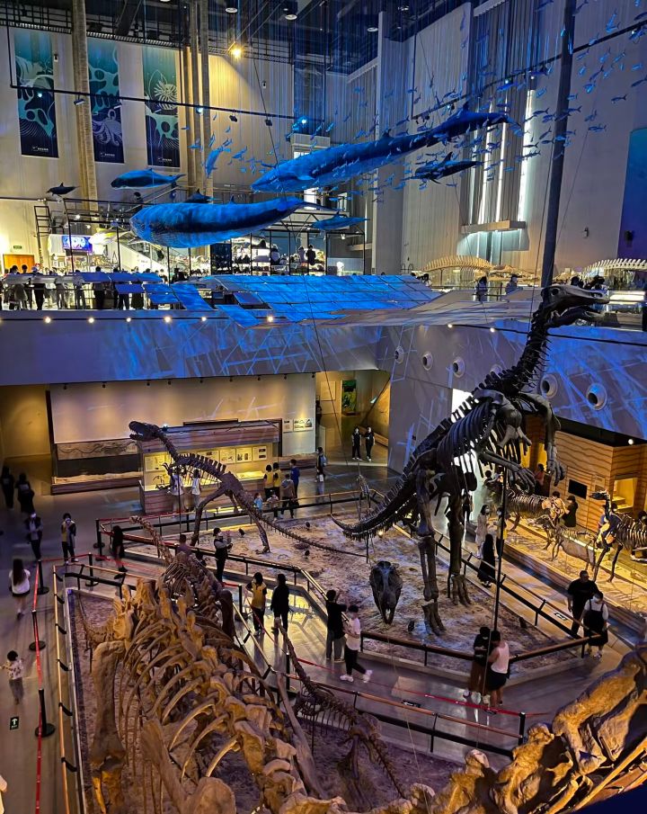 海洋生物·恐龙化石